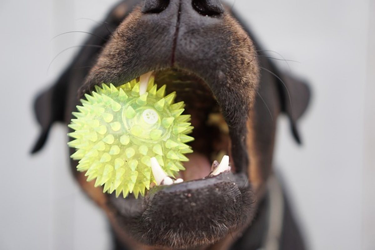 How to Choose the Right Food for Your Dog or Cat