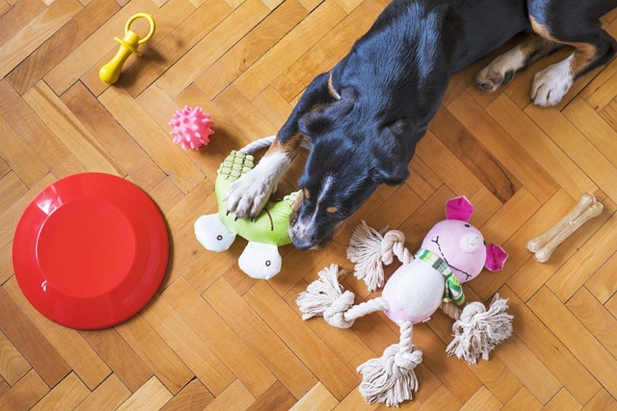 Pet Subscription Boxes: What Is Actually Worth It