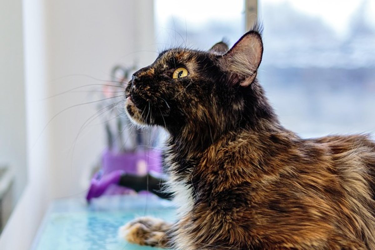 How to Choose a GPS Pet Tracker